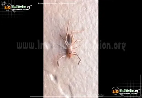 Pale Windscorpion - photo 6