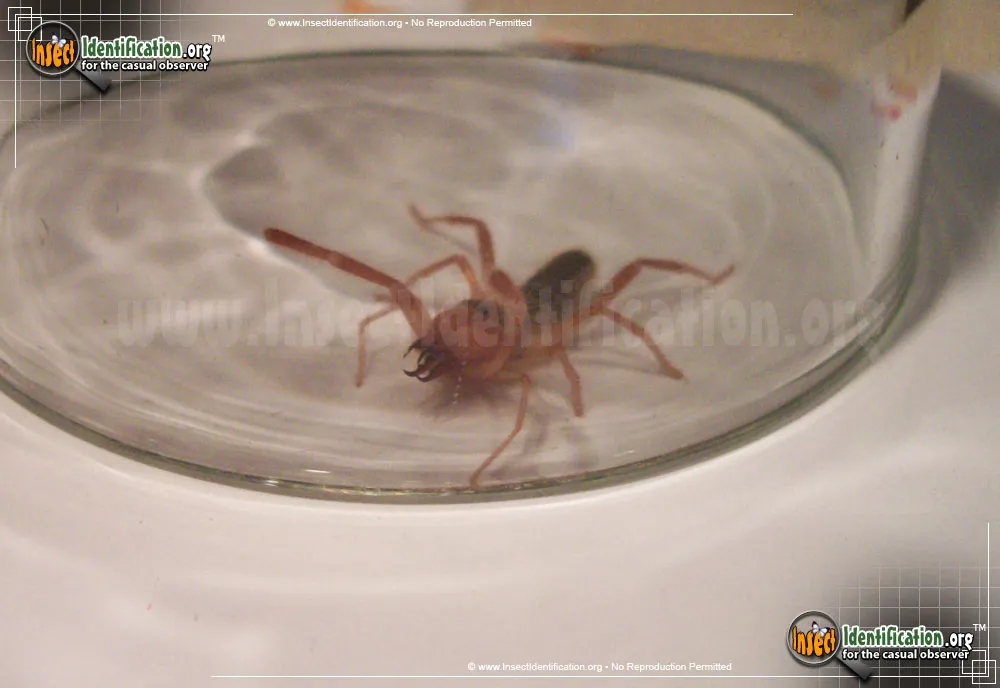 Pale Windscorpion - photo 7