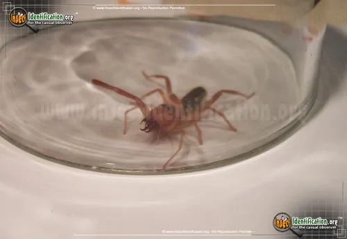 Pale Windscorpion - photo 8