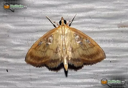 Pale-winged Crocidophora Moth - photo 2
