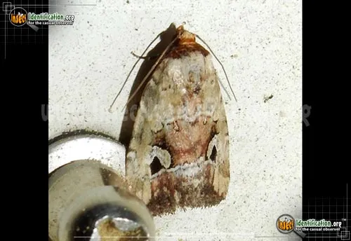 Pale-winged Midget Moth - photo 2