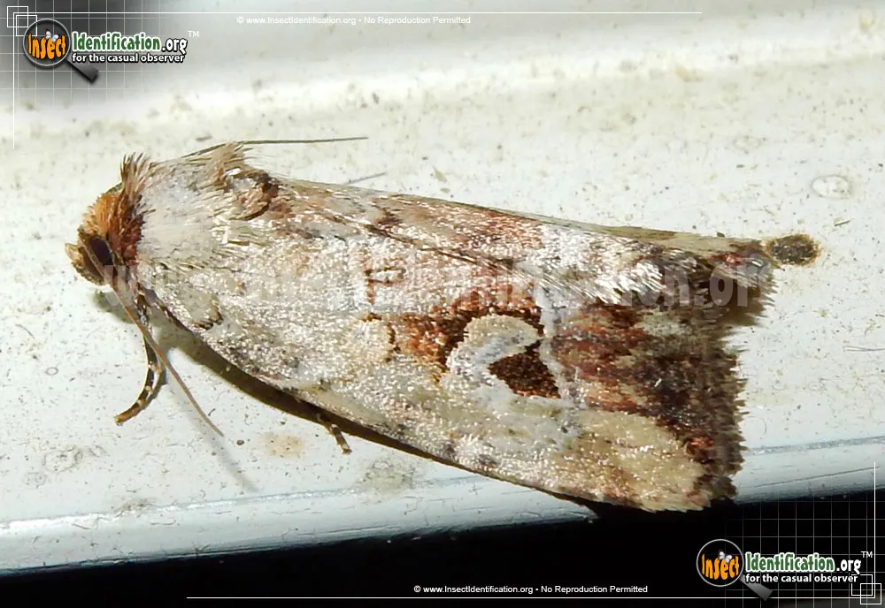 Pale-winged Midget Moth - photo 3