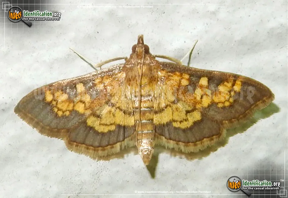 Paler Diacme Moth