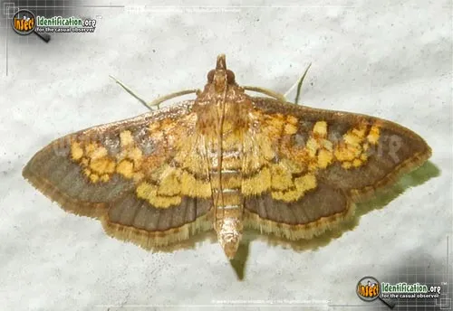 Paler Diacme Moth - photo 2