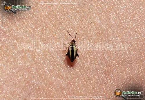 Palestriped Flea Beetle - photo 2