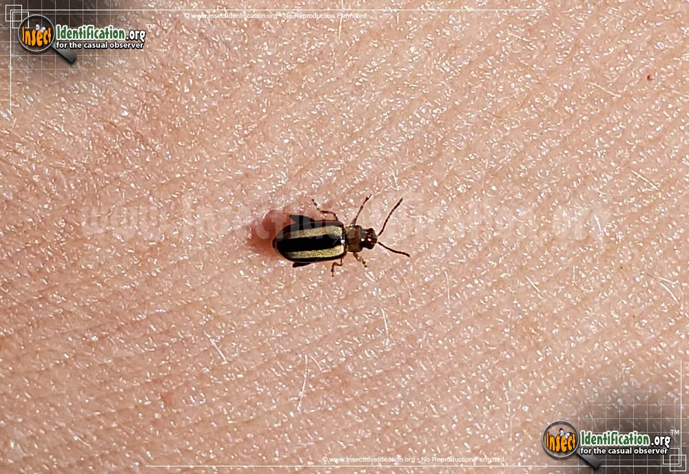 Palestriped Flea Beetle - photo 3