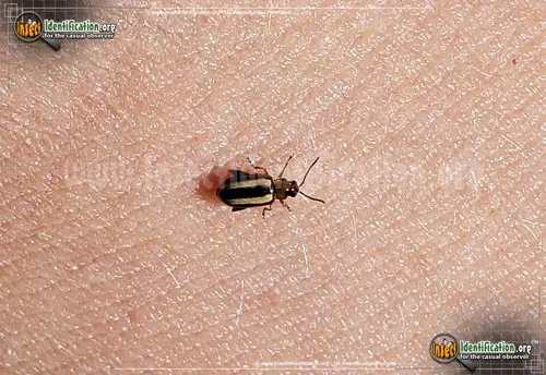 Palestriped Flea Beetle - photo 4