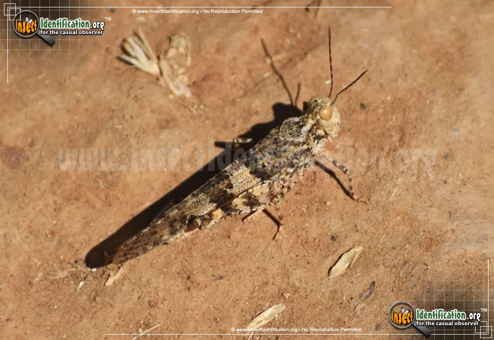 Pallid-winged Grasshopper