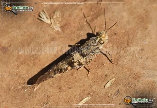 Pallid-winged Grasshopper - photo 2