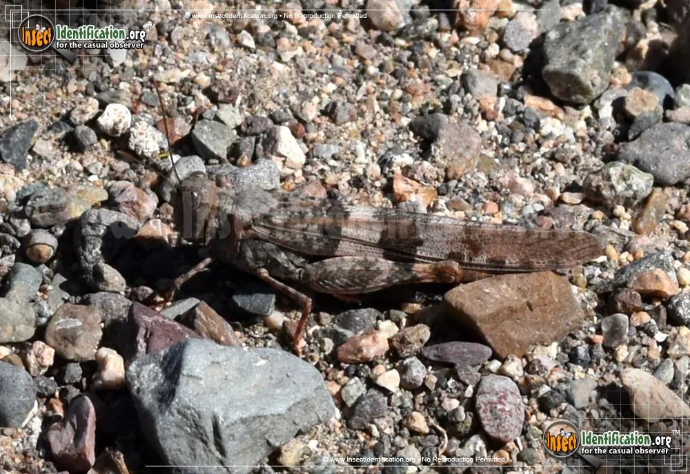 Pallid-winged Grasshopper - photo 3