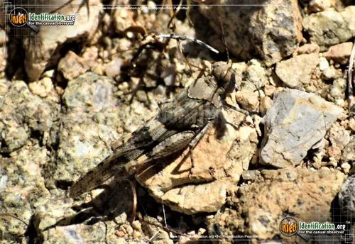 Pallid-winged Grasshopper - photo 6