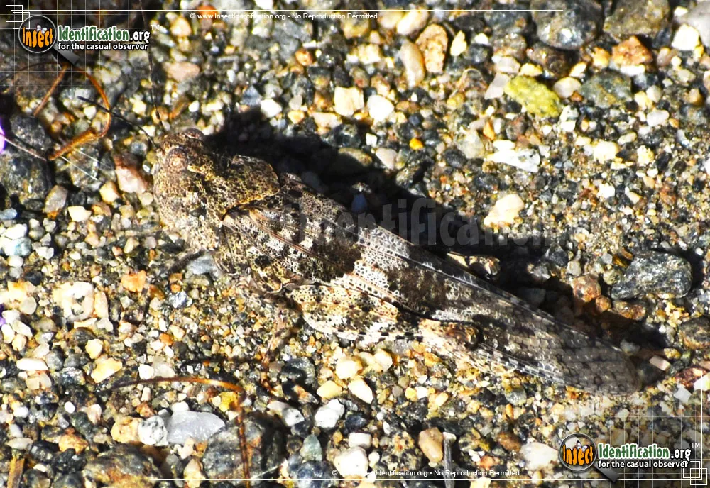 Pallid-winged Grasshopper - photo 7