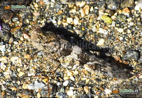 Pallid-winged Grasshopper - photo 8
