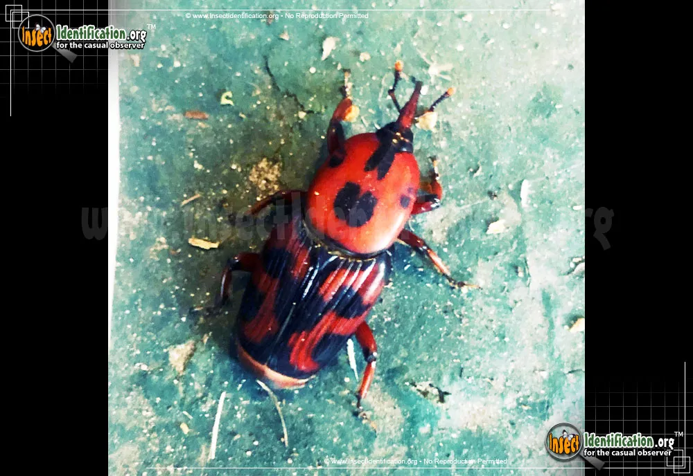 Palmetto Weevil