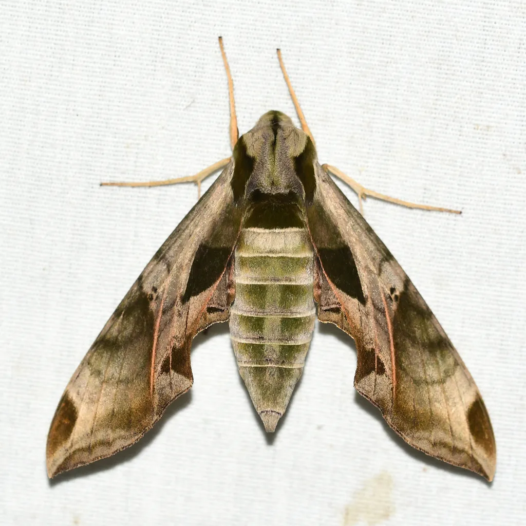 Pandorus Sphinx Moth - photo 2