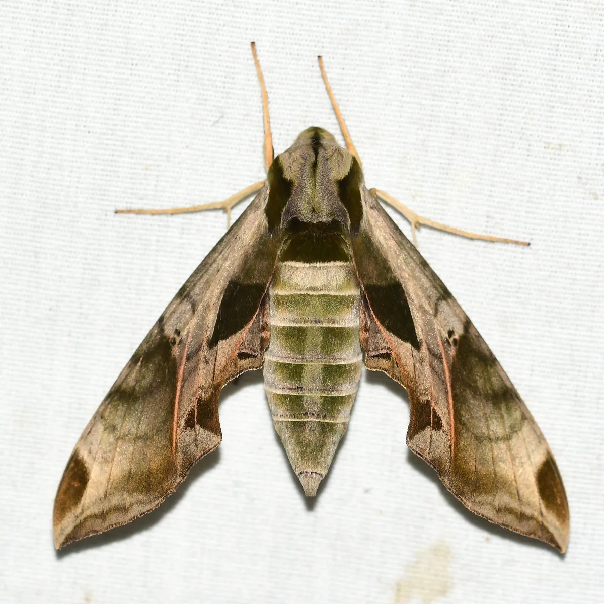 Pandorus Sphinx Moth - photo 3