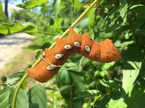 Pandorus Sphinx Moth - photo 5