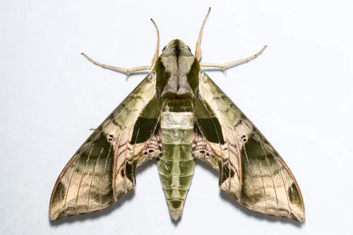 Pandorus Sphinx Moth - photo 6