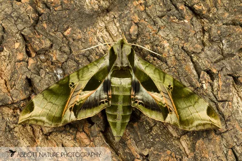 Pandorus Sphinx Moth - photo 7