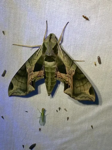 Pandorus Sphinx Moth - photo 8