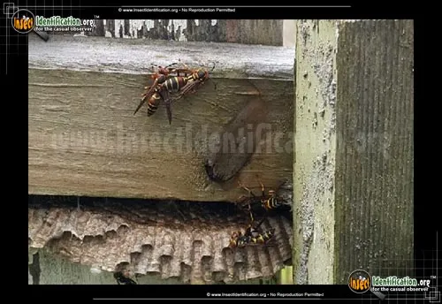 Paper Wasp - photo 2