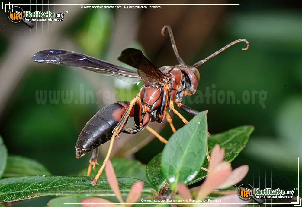 Paper Wasp - Polistes spp