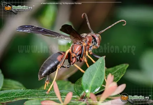 Paper Wasp - photo 2