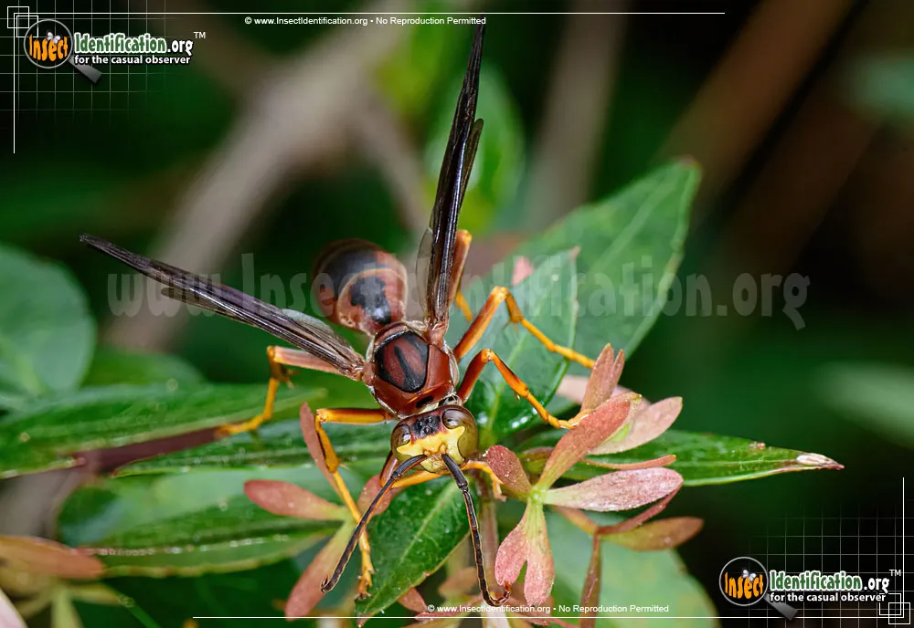 Paper Wasp - photo 3
