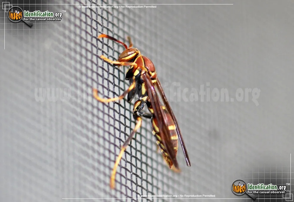 Paper Wasp - photo 5