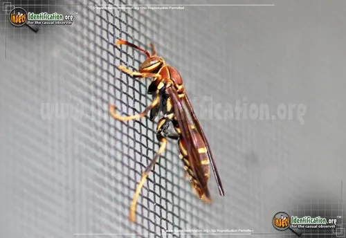 Paper Wasp - photo 6