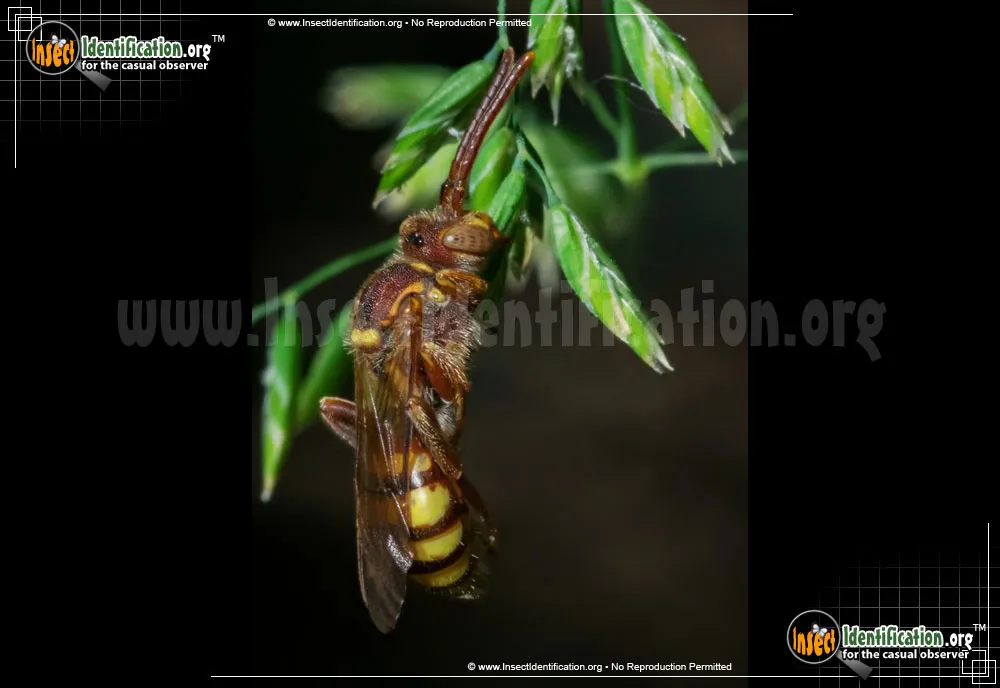 Paper Wasp - photo 7