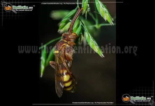 Paper Wasp - photo 8
