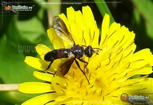 Parasitic Fly - photo 2