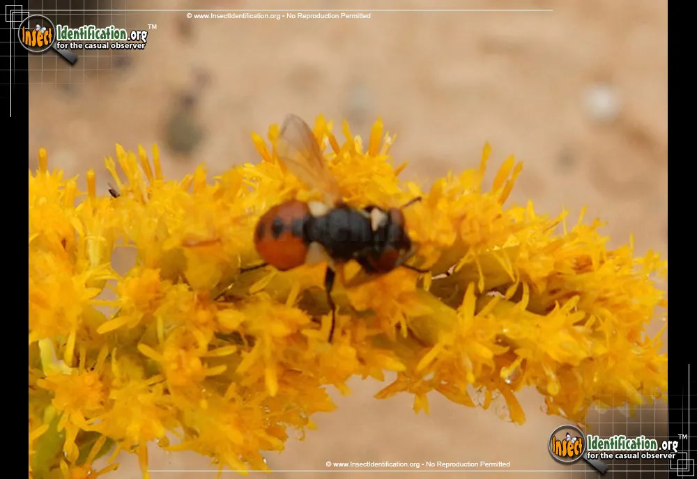 Parasitic Fly