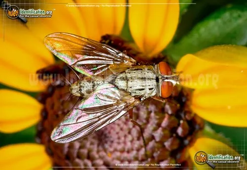 Parasitic Fly - photo 2