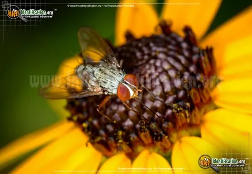 Parasitic Fly - photo 4