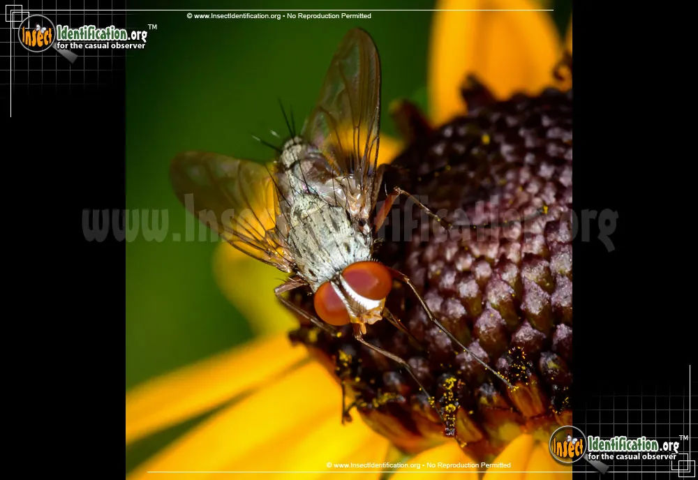 Parasitic Fly - photo 5