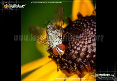 Parasitic Fly - photo 6