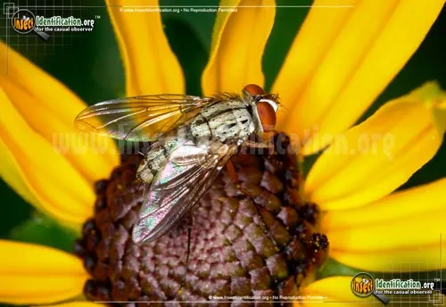 Parasitic Fly - photo 8