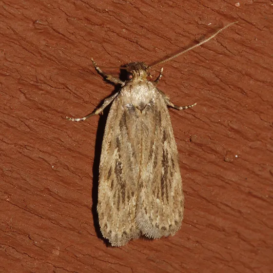 Parsnip Webworm Moth - photo 2