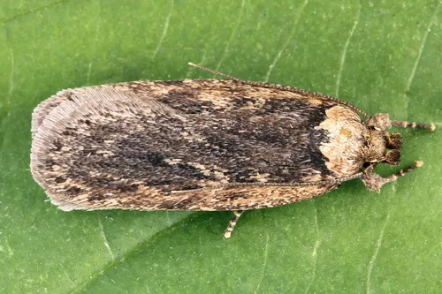 Parsnip Webworm Moth - photo 4