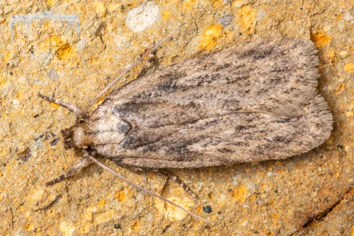 Parsnip Webworm Moth - photo 5