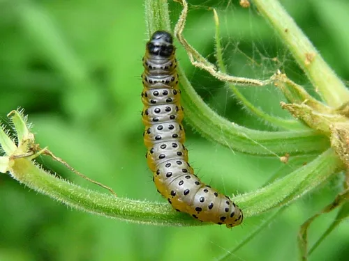 Parsnip Webworm Moth - photo 6