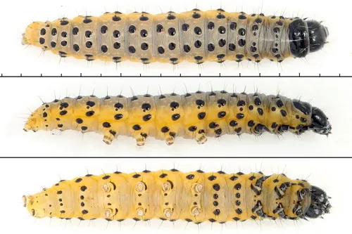 Parsnip Webworm Moth - photo 7