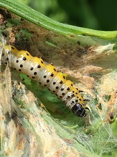 Parsnip Webworm Moth - photo 8