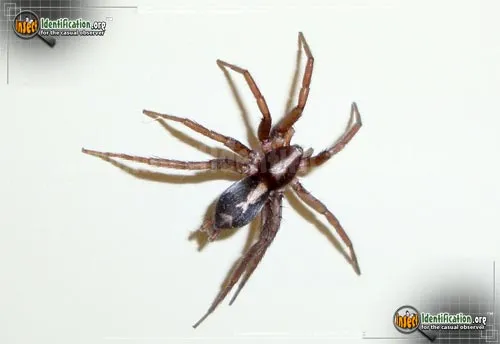 Parson Spider - photo 2