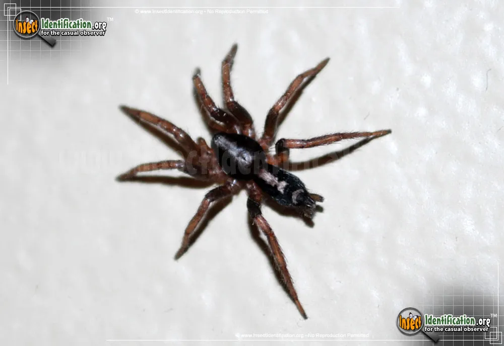 Parson Spider - photo 3