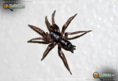 Parson Spider - photo 4