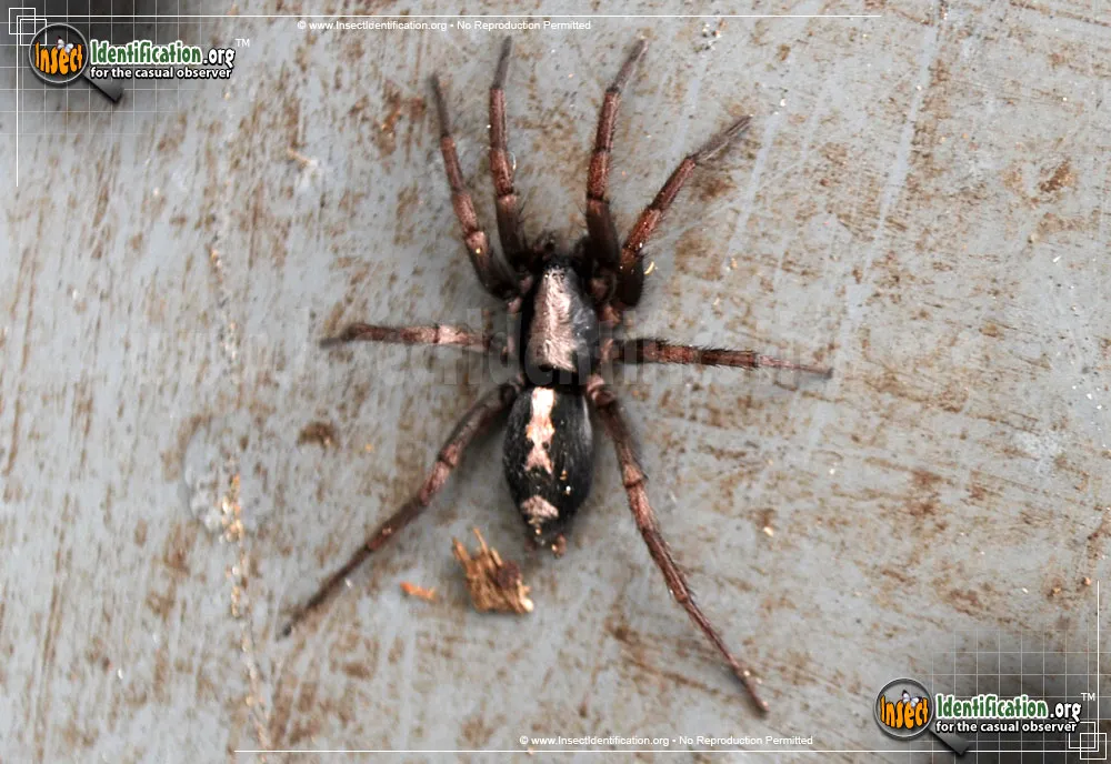 Parson Spider - photo 5