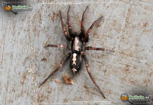 Parson Spider - photo 6